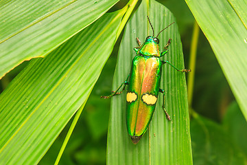 Image showing beetle in Genus steriocera