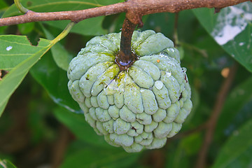 Image showing Sugar apples  growing on a tree
