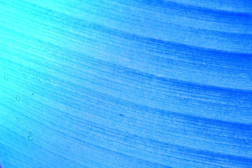 Image showing abstract background  of banana leaf texture blur