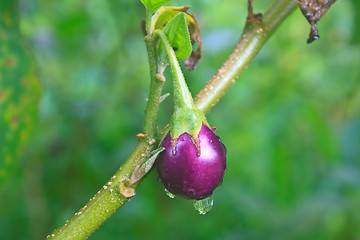 Image showing fresh eggplant with drop water