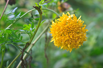 Image showing Marigold  flowers field