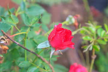 Image showing  flowering red roses in the garden 