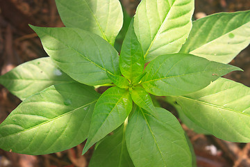 Image showing green leaves of chili peppers tree