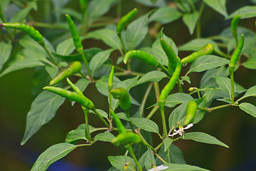 Image showing Fresh chillies growing in the vegetable garden