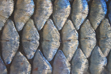 Image showing Scales of fresh water fish
