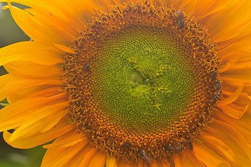 Image showing beautiful sunflower in field