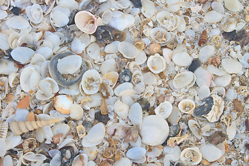 Image showing variety of sea shells