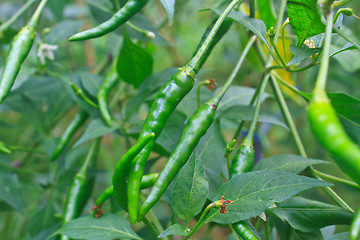 Image showing Fresh chillies growing in the vegetable garden