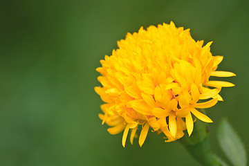 Image showing Marigold  flowers field