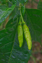 Image showing Fresh chillies growing in the vegetable garden