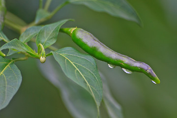 Image showing Fresh chillies growing with drop water 