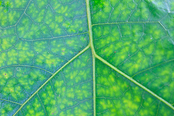 Image showing Texture of a green leaf as background 