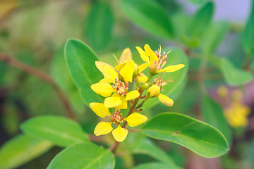 Image showing summer background with beautiful yellow flowers 