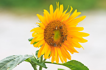 Image showing beautiful sunflower in field