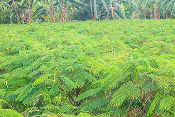Image showing Acacia pennata tree farm