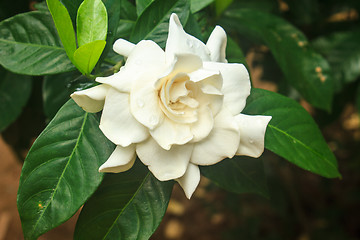 Image showing beautiful Gardenia jasminoides flower on tree