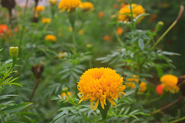 Image showing Marigold  flowers field