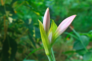 Image showing Bud of Hippeastrum flower 