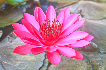Image showing The beautiful Blooming lotus flower