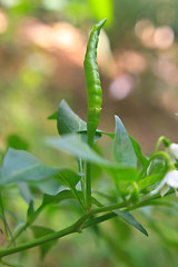 Image showing Fresh chillies growing in the vegetable garden