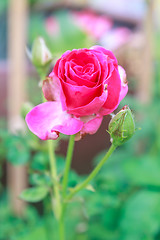 Image showing flowering red roses in the garden