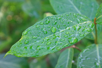 Image showing green leaf with drops of water 