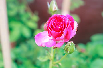 Image showing flowering red roses in the garden