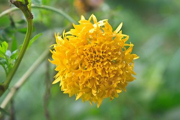 Image showing Marigold  flowers field