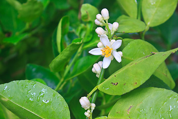 Image showing Flowering lemon tree with green leaf