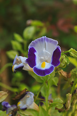 Image showing  Bluewings in the garden or nature park 