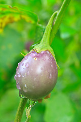 Image showing fresh eggplant with drop water