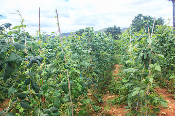 Image showing Yard long bean farm