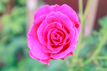 Image showing flowering red roses in the garden