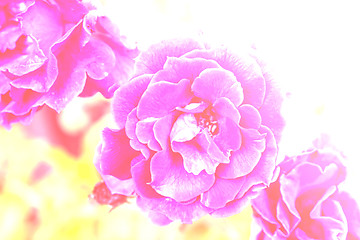 Image showing flowering roses 