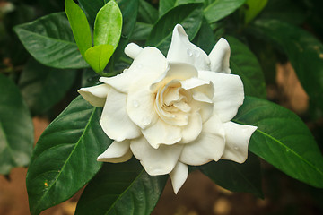 Image showing beautiful Gardenia jasminoides flower on tree