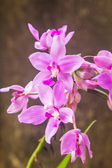 Image showing Spathoglottis Plicata purple orchids