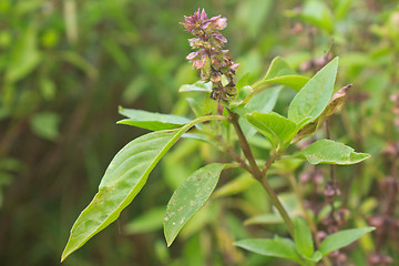 Image showing Fresh basil and blossom 