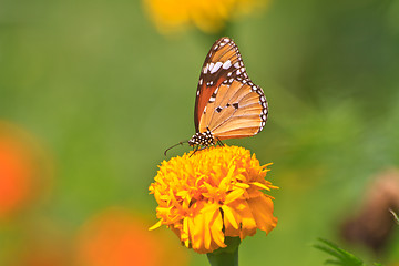 Image showing Beautiful butterfly on flower