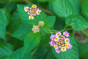 Image showing  Cloth of gold or Lantana camara flower in garden