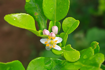 Image showing Flower of bergamot fruits on tree