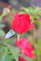 Image showing  flowering red roses in the garden 