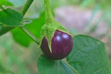 Image showing fresh vegetable eggplant on tree 