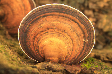 Image showing close up mushroom in deep forest