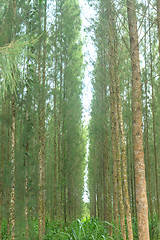 Image showing Pine forest in plantation