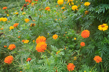 Image showing Marigold  flowers field