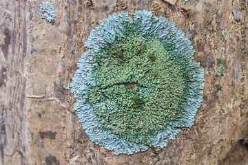 Image showing Trunk of an old tree covered with a lichen