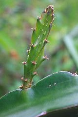 Image showing leaves of dragon fruit tree with drop water