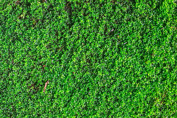 Image showing  green moss for background texture