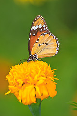 Image showing Beautiful butterfly on flower