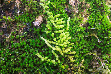 Image showing  tree bark with moss